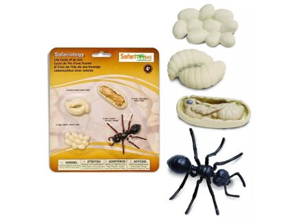 235893 zivotni cyklus mravenec