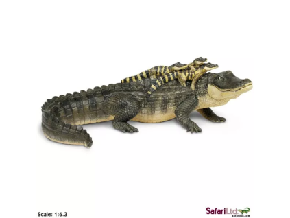 236094 aligator s mladaty