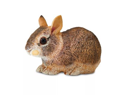 236127 mlade divokeho kralika