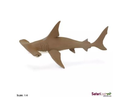 236172 mlade zraloka kladivouna