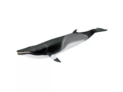 241389 plejtvak minke