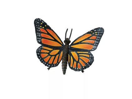 236235 motyl monarcha