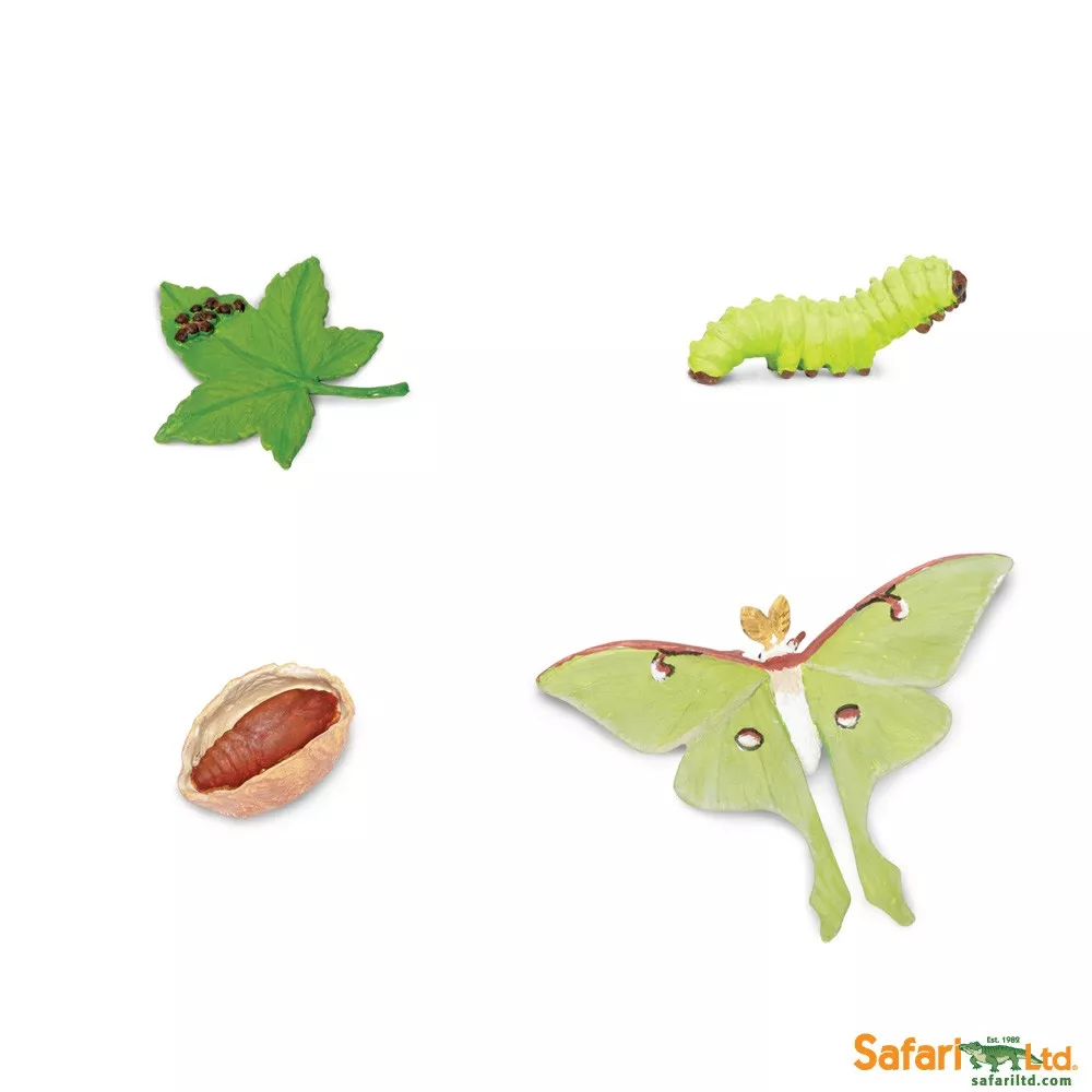 Safari Ltd. Safari Ltd. Životný cyklus - Mora