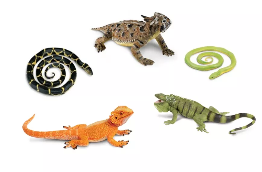 Hady a jašterice (5 ks)