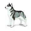 237786 sibirsky husky