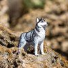 237786 1 sibirsky husky