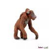 236478 2 orangutan s mladetem