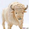 236523 5 buvol bily
