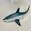 241188 1 zralok sledovy