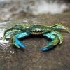 236226 1 modry krab