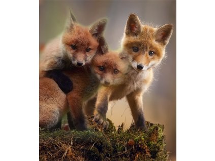 lišky Kreslicí plátno 1