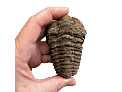 982 trilobit na prodej 1[1]