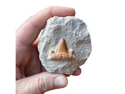 985 2 fosilni zraloci zub 3[1]