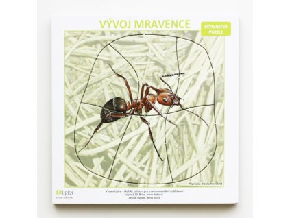 vyvoj-mravence-vicevrstve-puzzle-1