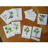 trislozkove-karty-lecive-rostliny-1