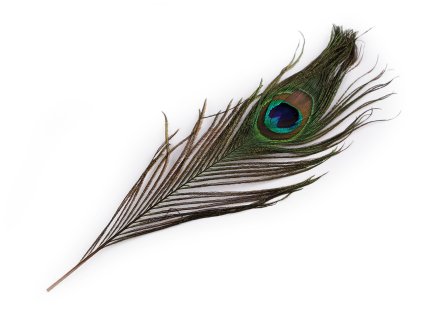 Paví peří délka 25-30 cm (Balení 10 ks, Varianta paví přírodní)
