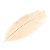 Pštrosí peří délka cca 20-25 cm (Balení 10 ks, Varianta 11 šedá holubí)