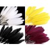 Kachní peří délka  9-14 cm (Balení 1 sáček, Varianta 10 černá)