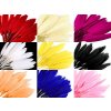 Kachní peří délka  9-14 cm (Balení 1 sáček, Varianta 10 černá)