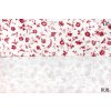 10352 1 bavlnene platno cervene drobne kvitky na bile rub