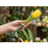 Floristická ampule na vodu se zápichem (Balení 25 ks, Varianta zelená)