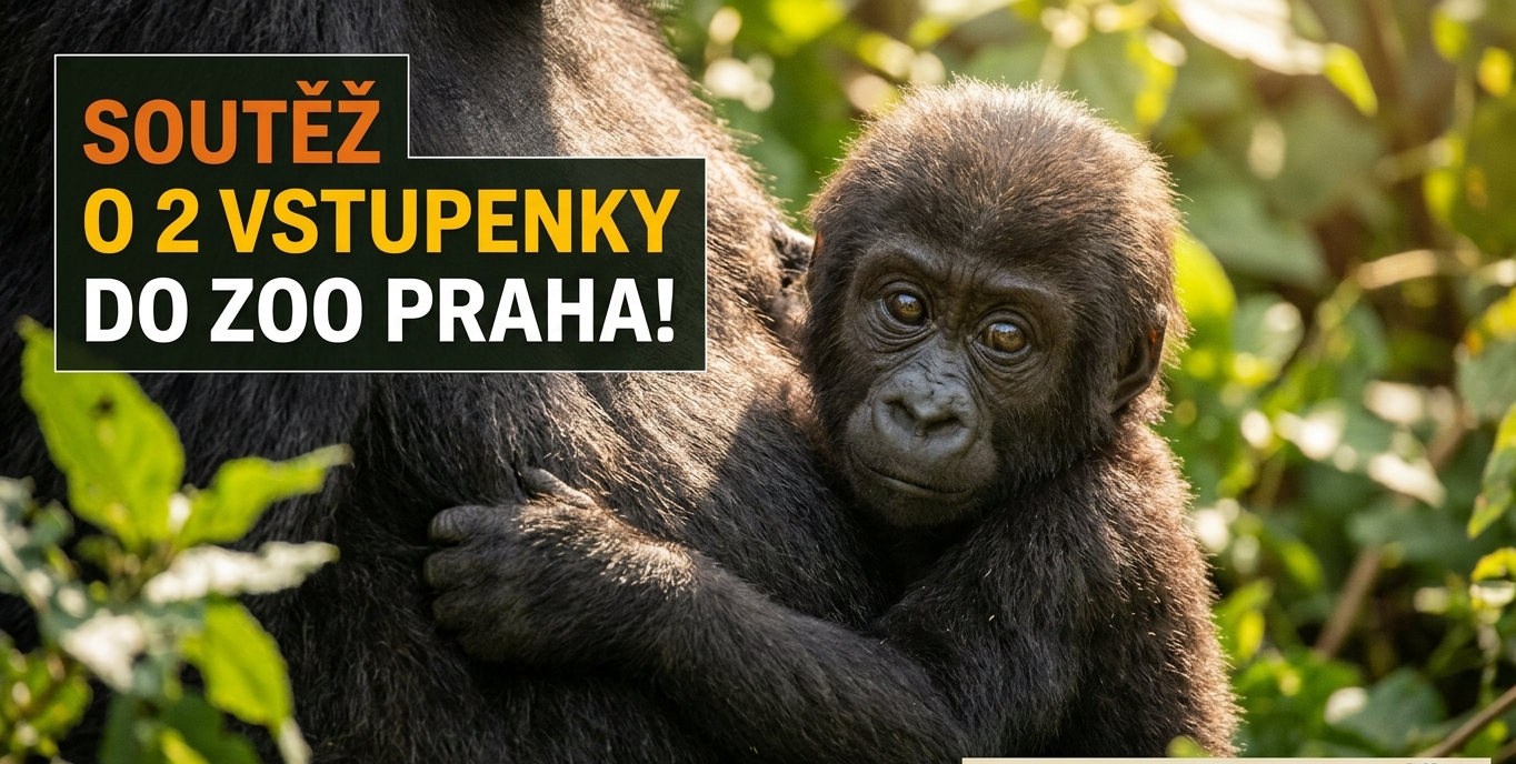 ⚖️ Oficiální pravidla soutěže ZOO