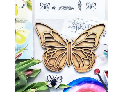 1905 motyl