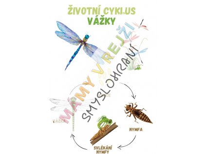 3123 vyvojovy cyklus cast2 pdf 01