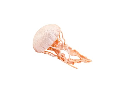 4827 2 meduza