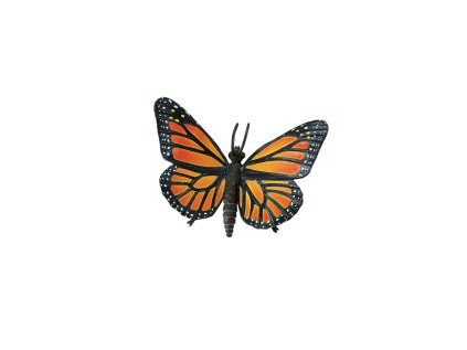 4896 2 motyl monarcha