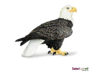 Orel bělohlavý malý 01