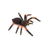 4899 2 4899 2 tarantule s oranzovymi koleny