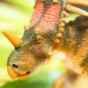 6381 4 6381 4 styracosaurus 05