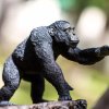 Šimpanz 03