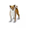 Shiba Inu 04