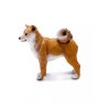Shiba Inu 05