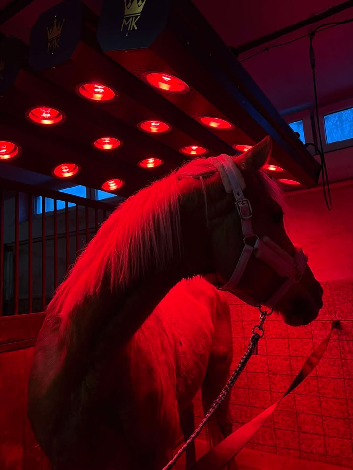 infracervene-solarium-pro-kone