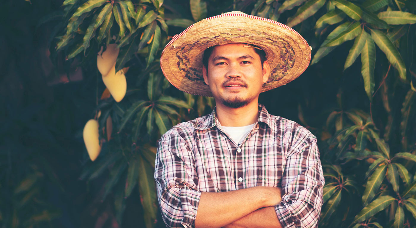 Mango od Farmářů z Filipín