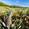 Ananas farma