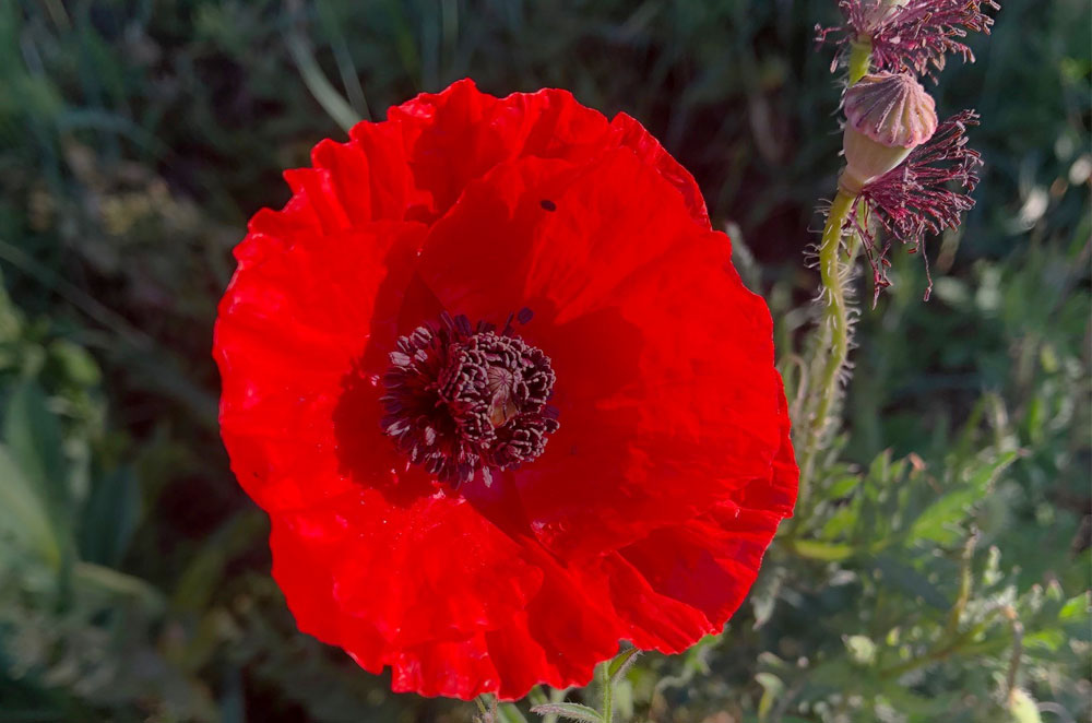MANKAI Paper slaví 7. narozeniny!