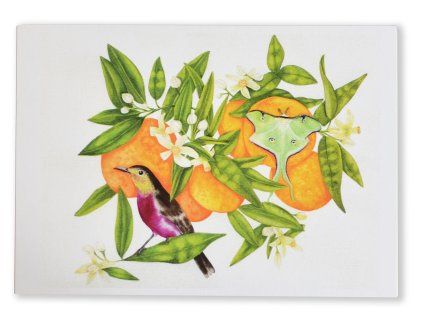 pohlednice pomerance