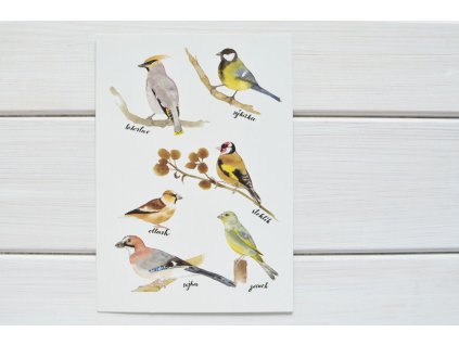pohlednice ptacci1