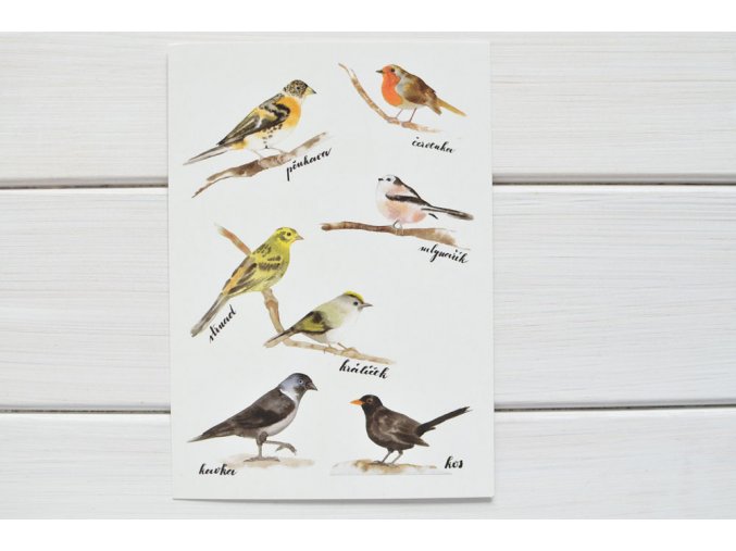 pohlednice ptacci2