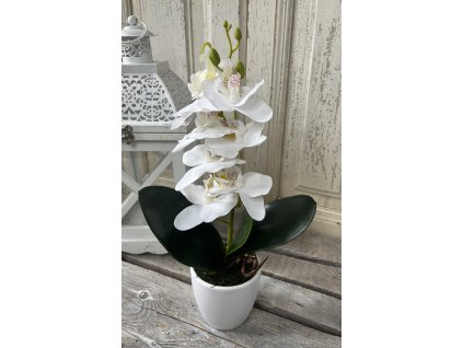 Mini orchidea fehér