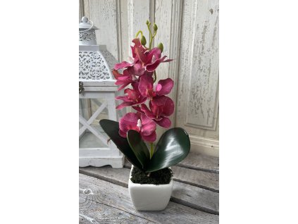 Mini orchidea rózsaszín