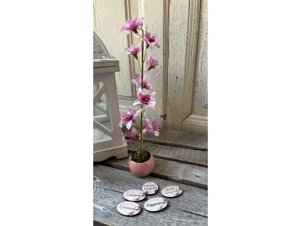 Extra mini orchidea