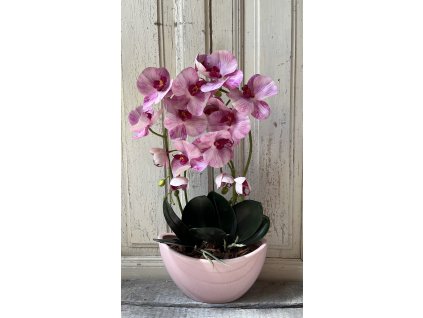 Gondozásmentes orchidea 47
