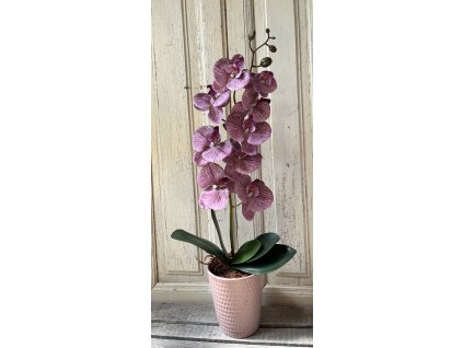 Gondozásmentes orchidea 48