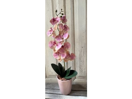 Gondozásmentes orchidea 49