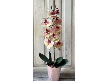 Gondozásmentes orchidea 50